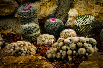 Cactus tree