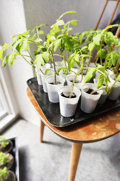 Tomato seedlings