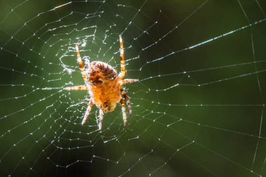 Spinne auf Spinnennetz