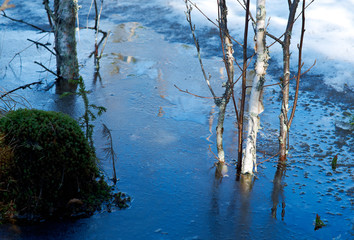 melting snow in forest in early spring