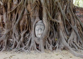 Testa di Buddha nell'albero  -  Thailandia Ayuttaya