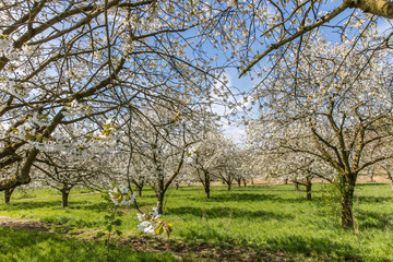 Fototapeta premium kirschblüte in nordhessen
