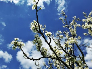 Cherry tree blossom