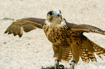 Peregrine falcon, Doha, Qatar