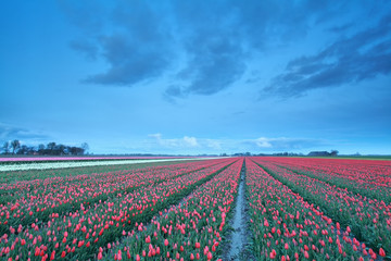 red tulip field in the dusk