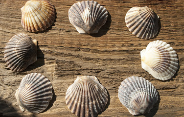 Jakobsmuschel Pecten maximus, auf altem Treibholz / Holz, Hintergrund, Textur 