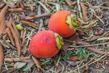 Ripe fruit of the betel palm