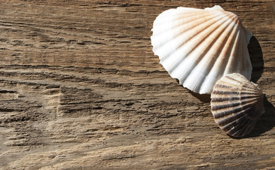 Jakobsmuschel Pecten maximus, auf altem Treibholz / Holz, Hintergrund, Textur
