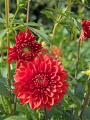 Dahlien, Dahlias
