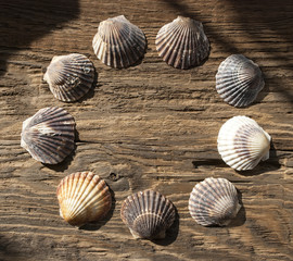 Jakobsmuschel Pecten maximus, auf altem Treibholz / Holz, Hintergrund, Textur