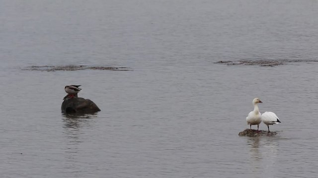 oie des neiges et canard colvert