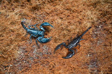 Two different scorpion on land in tropical climates
