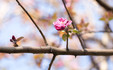 flowers on the tree in nature...
