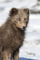 Fototapeta premium Portrait of a Commande's blue arctic fox on the background of th