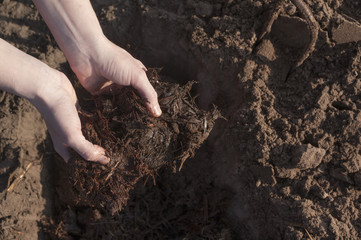 Manure in the farmer's hands, in female hands. Agricultural works