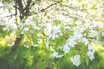 Close up of white cherry blossoms