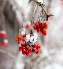 Kalina red in the snow in the winter in nature