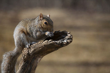 Obraz premium Eating seeds