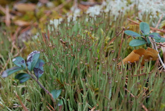 Hornworts Are A Group Of Bryophytes, Or Non-vascular Plants, Comprising The Division Anthocerotophyta. The Common Name Refers To The Elongated Horn-like Structure, Which Is The Sporophyte. 