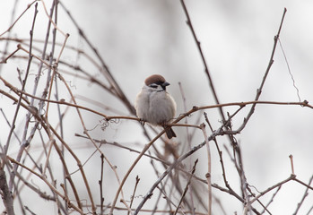 sparrow on bare tree branches