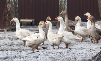 geese in the winter nature