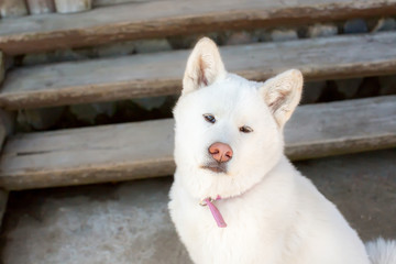 puppy Akita inu. the age of half a year