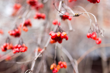 red viburnum on the tree in winter