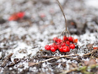 Kalina red in the snow in the winter in nature