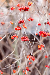 red viburnum on the tree in winter
