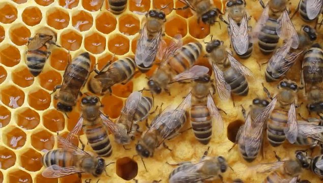 Bees convert nectar into honey and care for the larvae