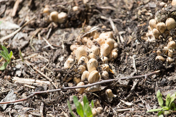 toadstool mushrooms nature spring