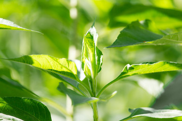 Jerusalem artichoke leaves in nature