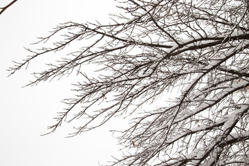 bare tree branches with snow