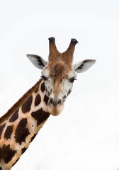 Giraffe, Kopf, weisser Hintergrund