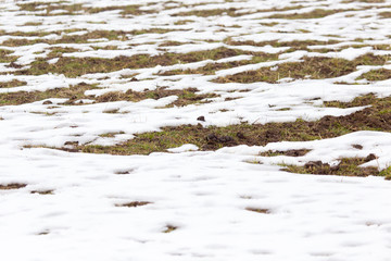 snow on the ground in nature