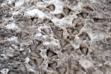 Goose footprints in the snow as a background