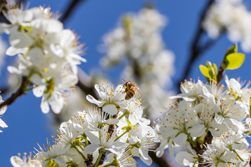 biene auf kirschblüte
