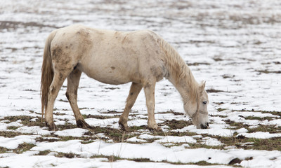 a horse in a pasture in winter