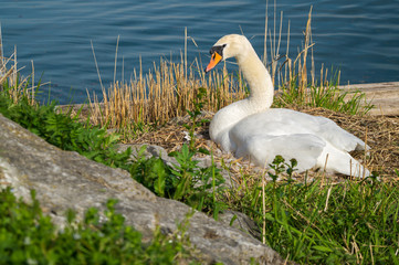 Schwan in der Br&uuml;tezeit