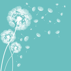 Obraz premium Streszczenie puszysty kwiat mniszka lekarskiego. Ilustracji wektorowych