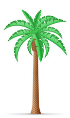 palm tree vector illustration