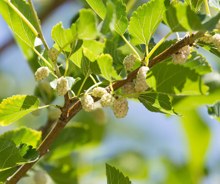 mulberry berries on branches of a tree