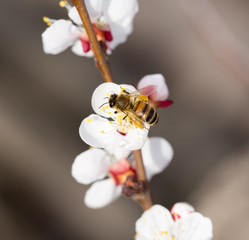 bee on a flower in the nature. macro