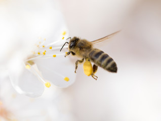 bee in flight in nature