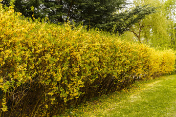 Naklejka premium Hedge separating rural house beside the road