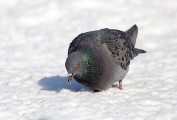 dove in the snow on the nature