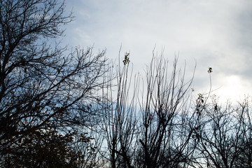 bare tree branches against the sky