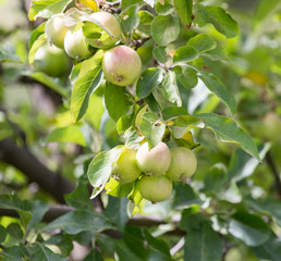 apples on the tree in nature