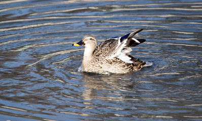 duck in the lake in nature