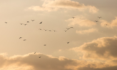 a flock of seagulls in the sky at sunset